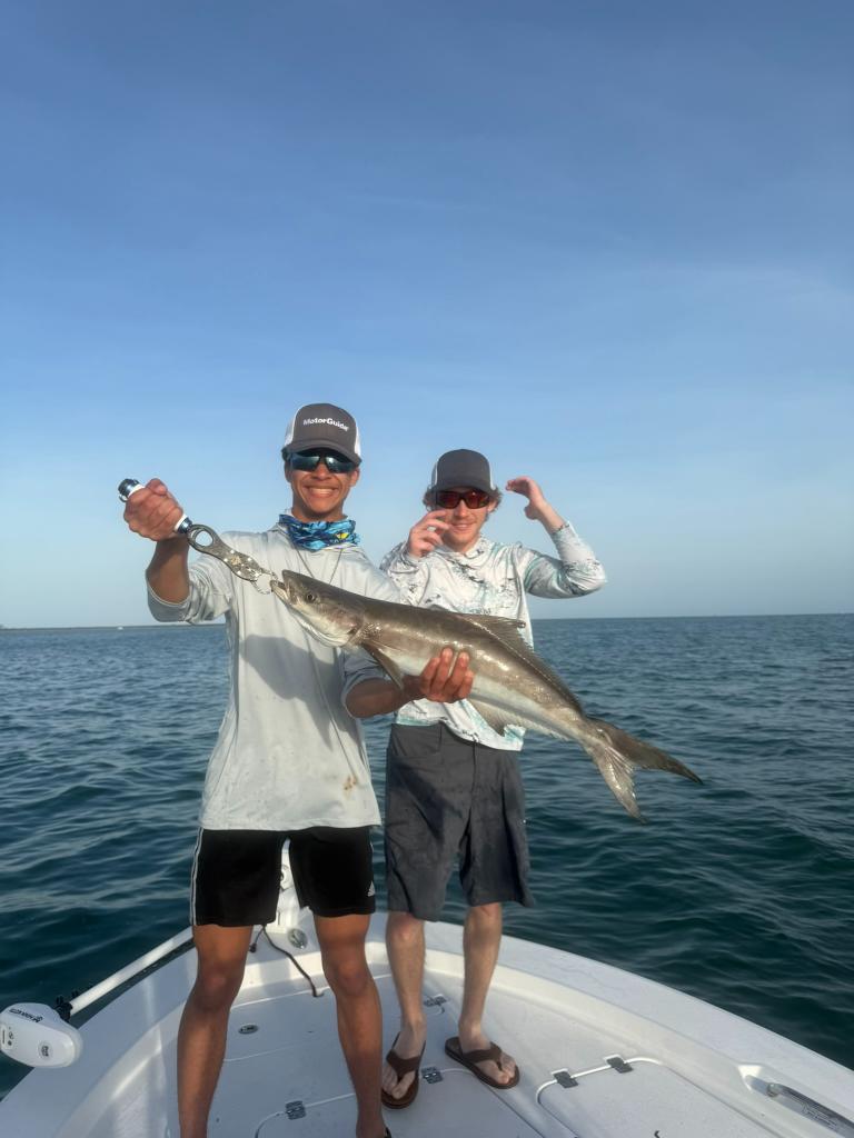 Cobia